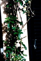 Bild #6 zu Sonnenschutz, Sichtschutz, Windschutz - Planungshilfen