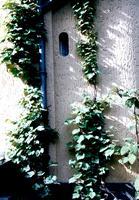 Bild #10 zu Sonnenschutz, Sichtschutz, Windschutz - Planungshilfen